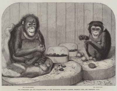 Le chimpanzé et l